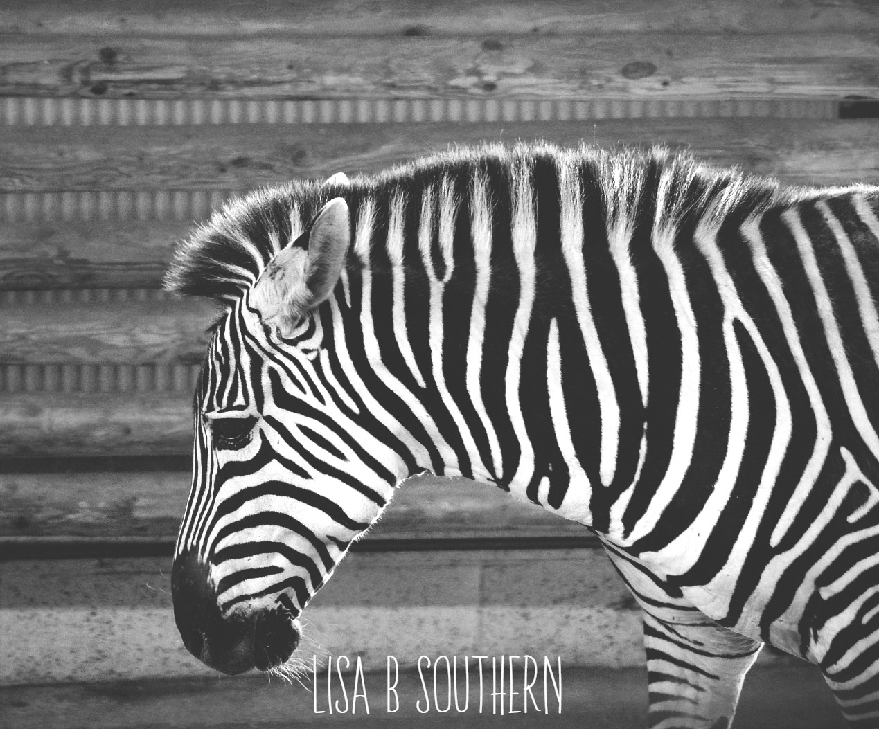 Plain Zebra