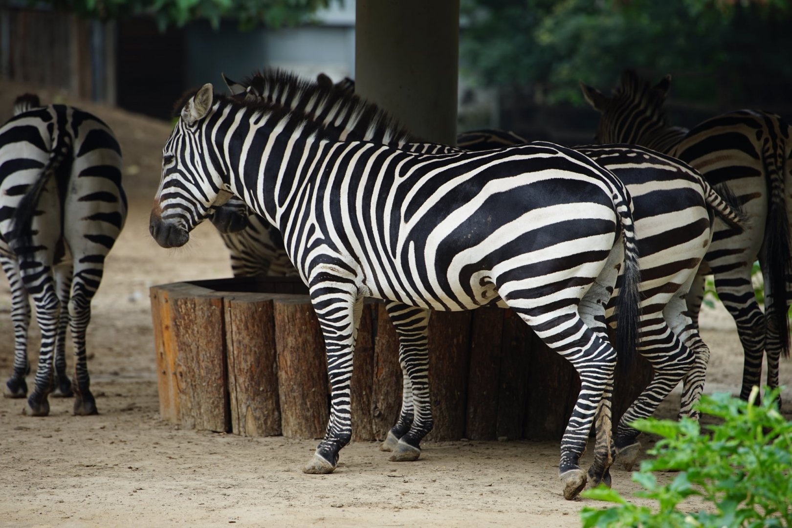 Plain Zebra