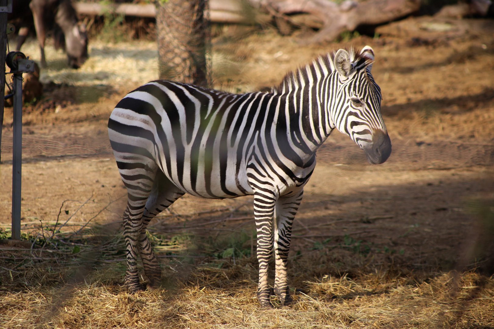 Plain Zebra