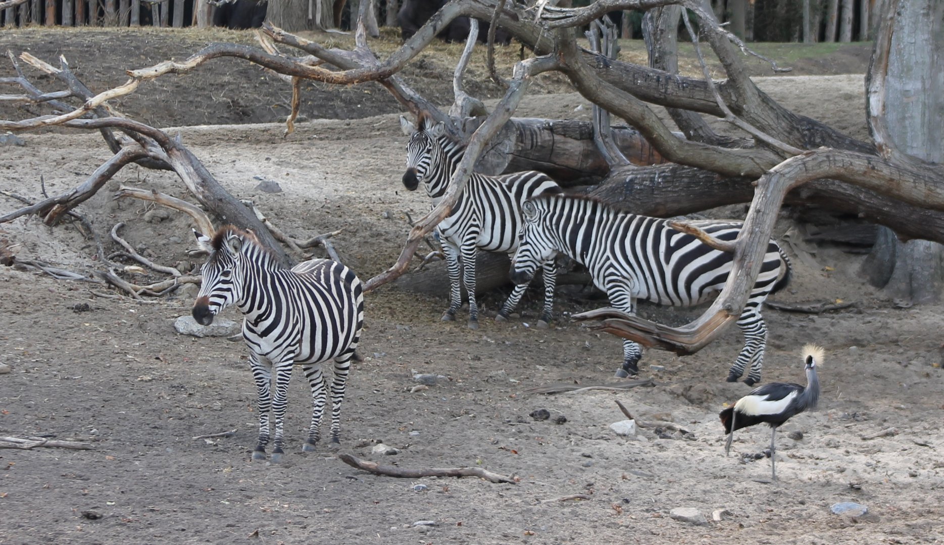 Plain zebras and Crowned crane