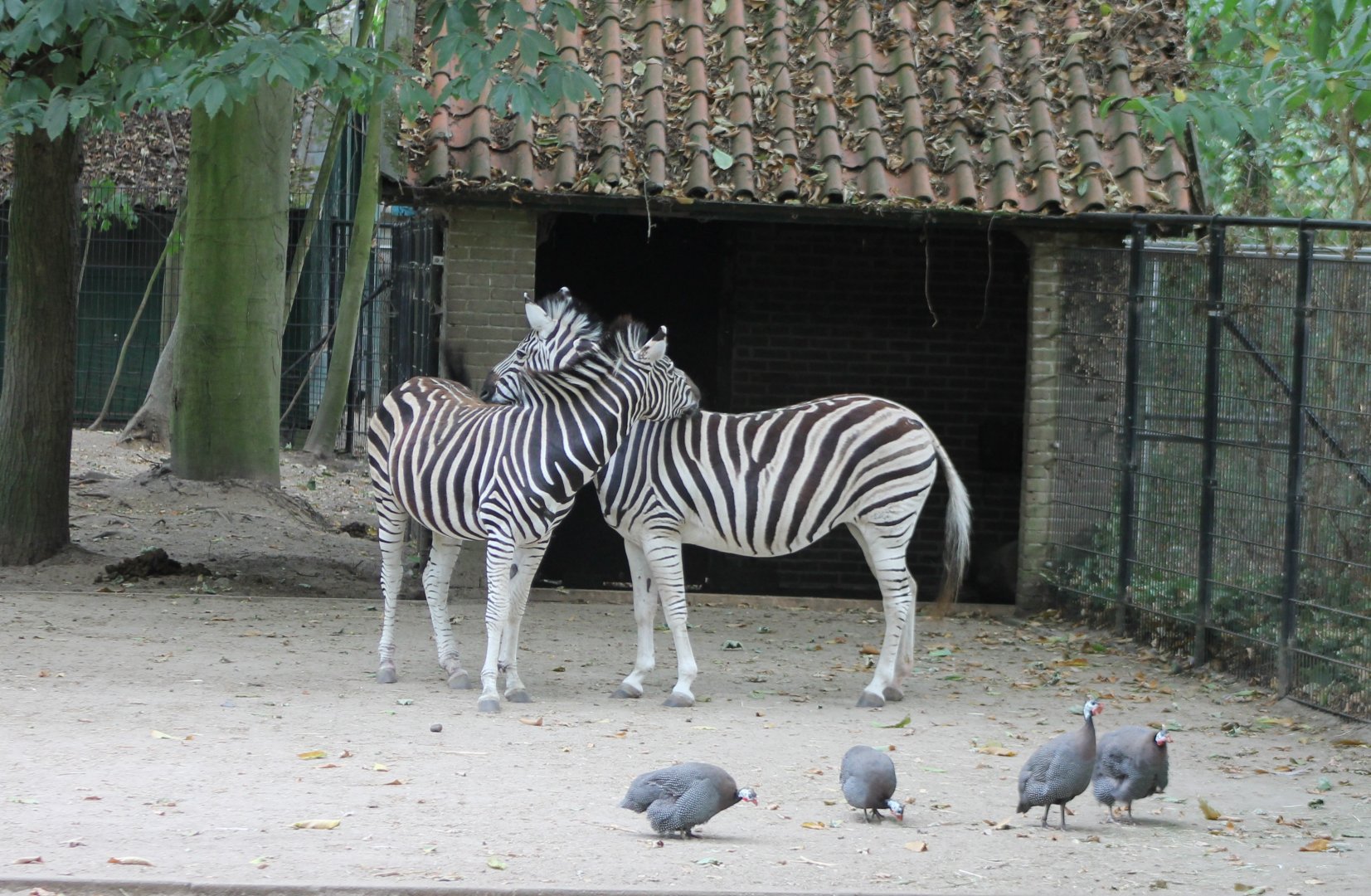 Plain zebras and Guineafowl