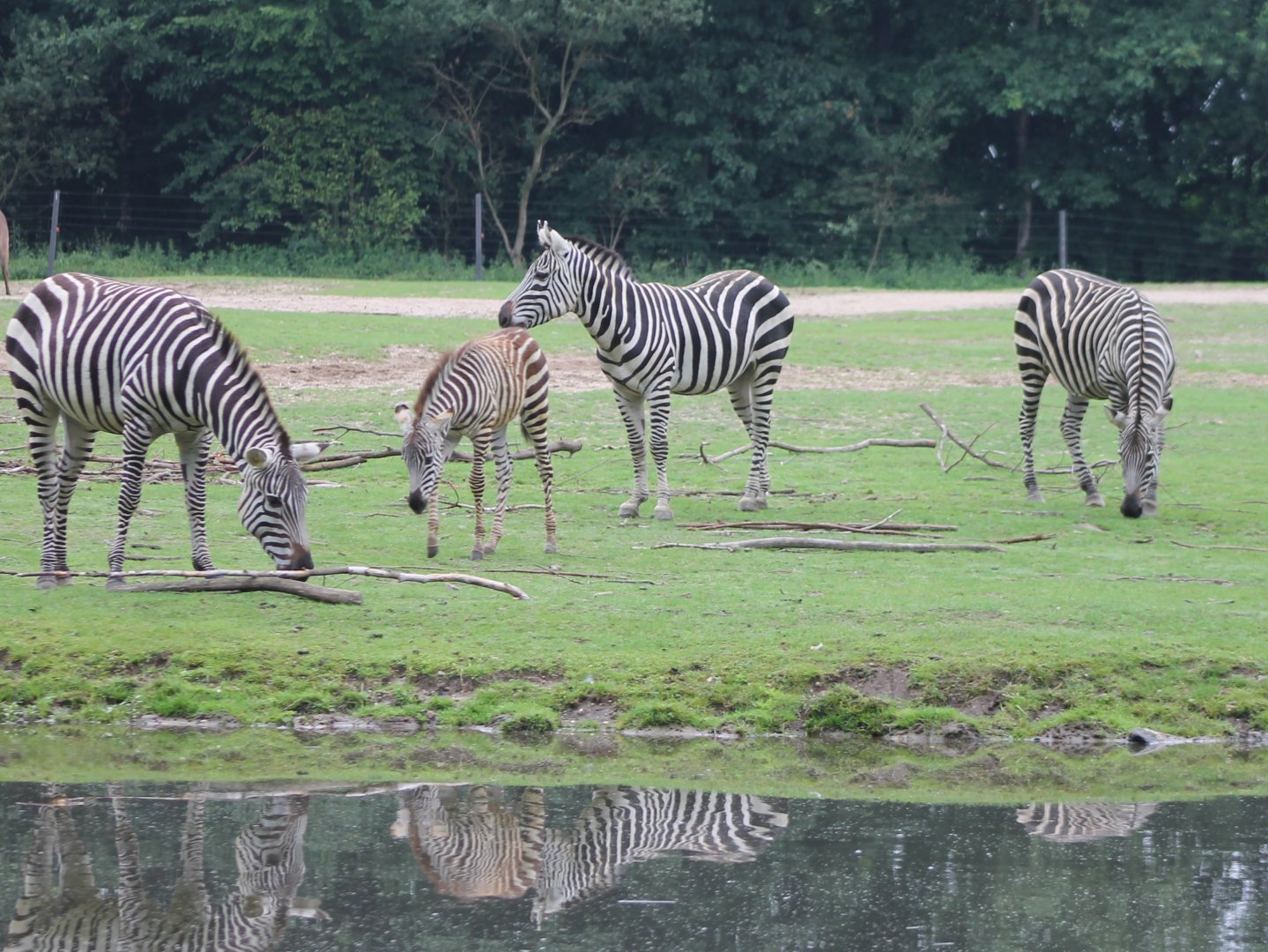 Plain zebras with foal