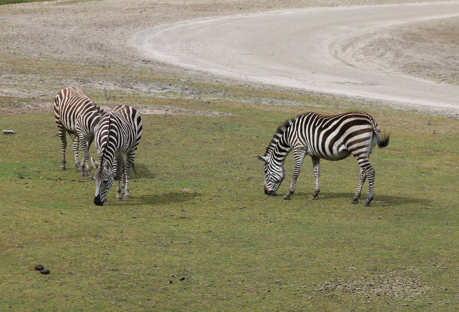 Plain zebras