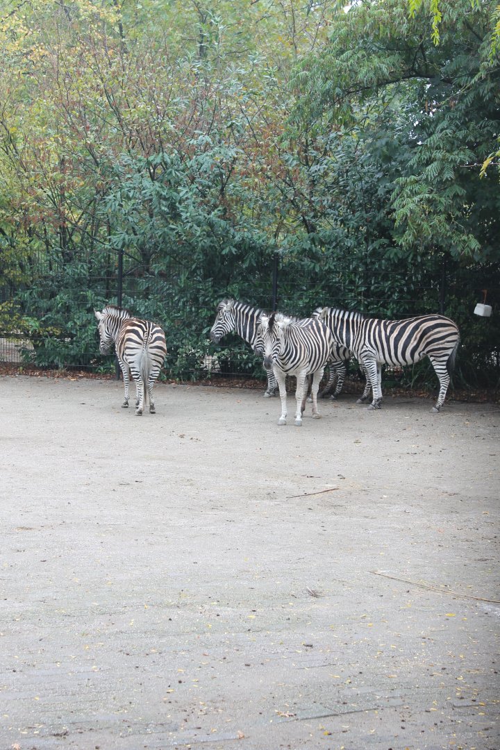 Plain zebras