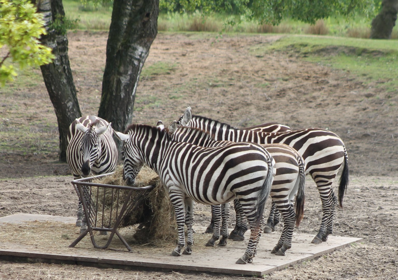 Plain zebras