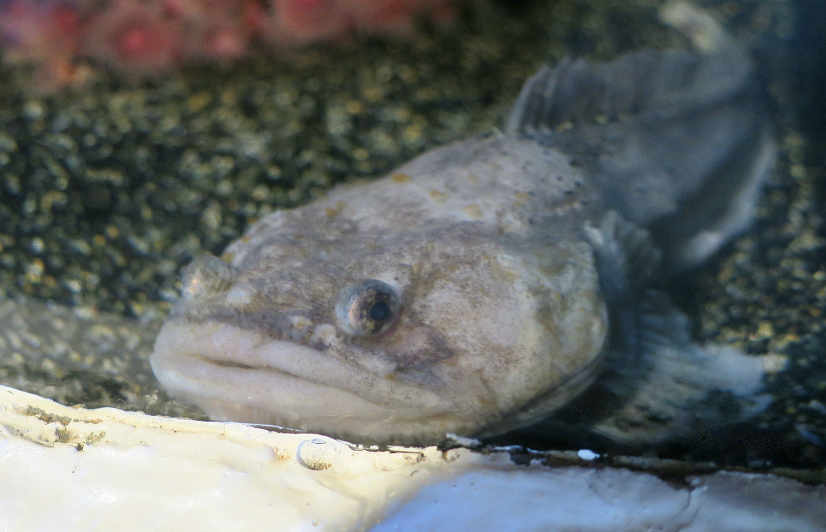 Plainfin Midshipman (Porichthys notatus)