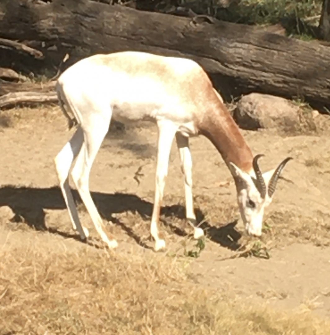 Plains - Addra Gazelle