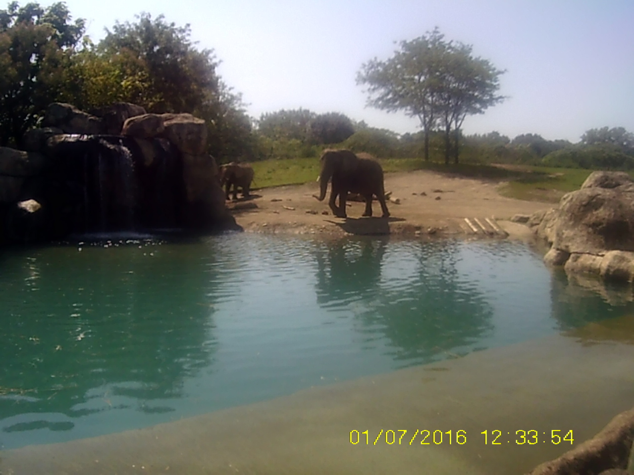 Plains - African Bush Elephant Exhibit (Right Exhibit)