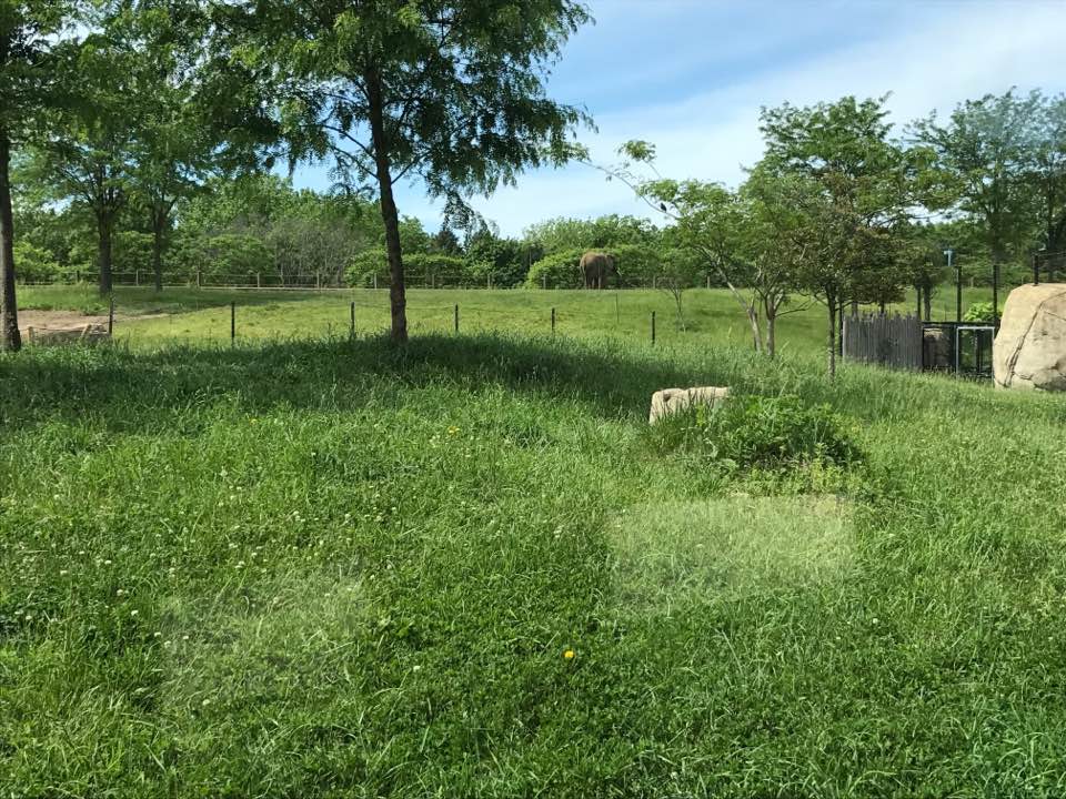 Plains- African Elephant/Cheetah