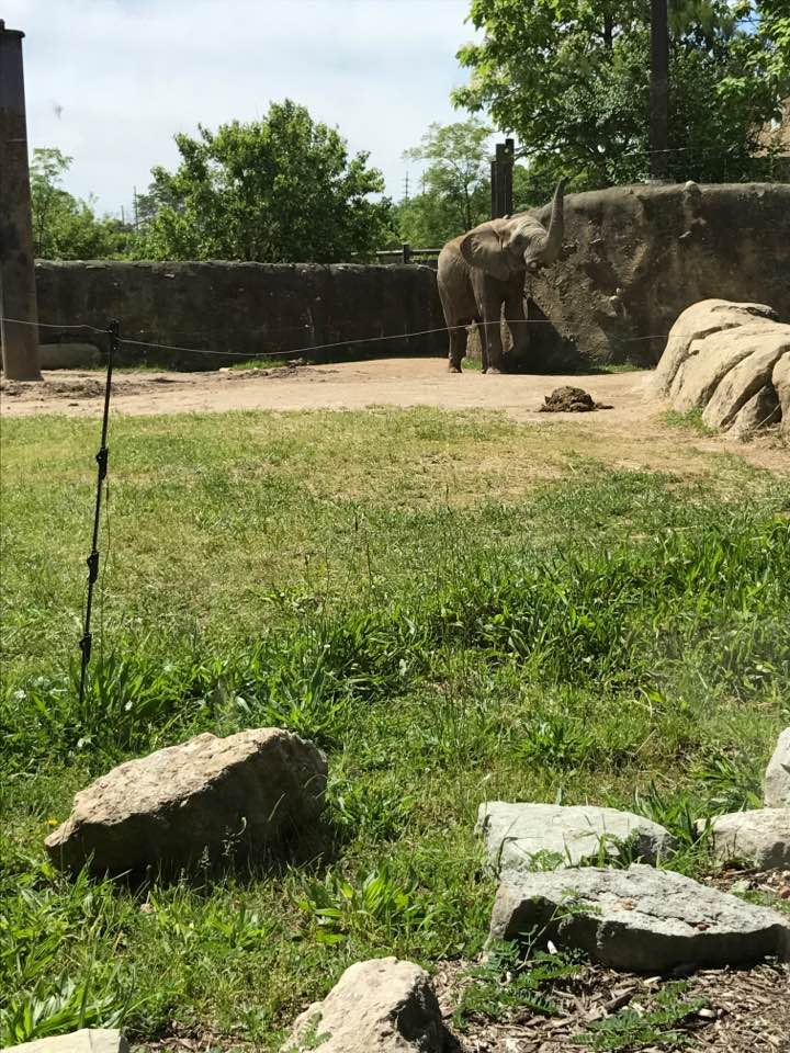 Plains- African Elephant