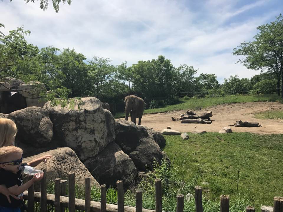 Plains- African Elephant