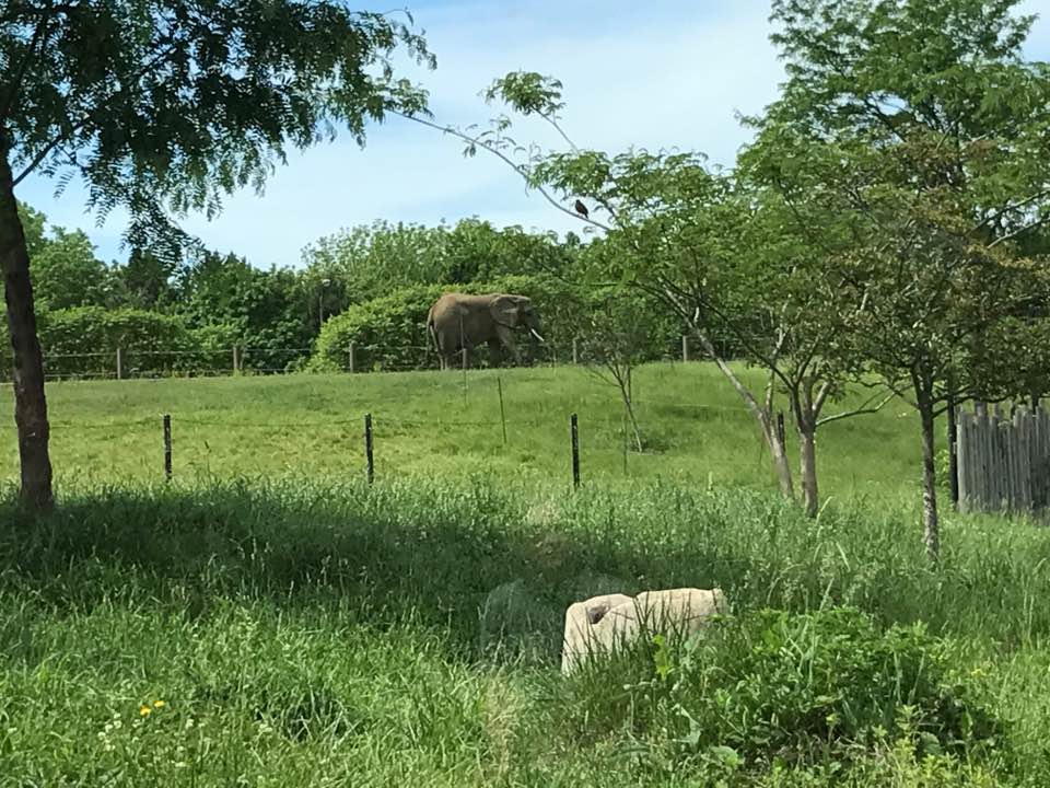 Plains- African Elephant