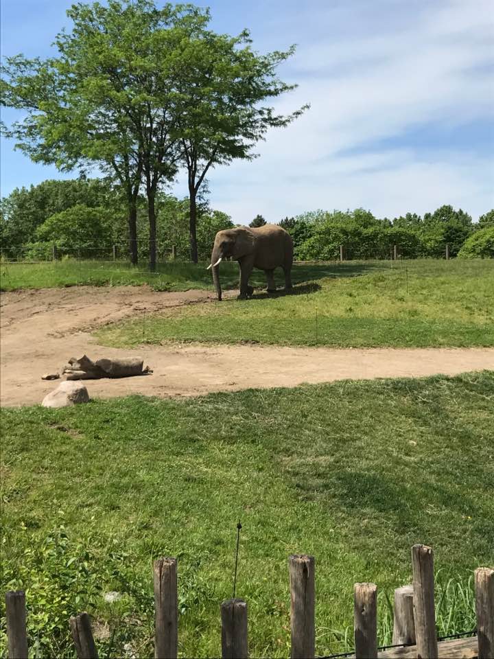Plains- African Elephant