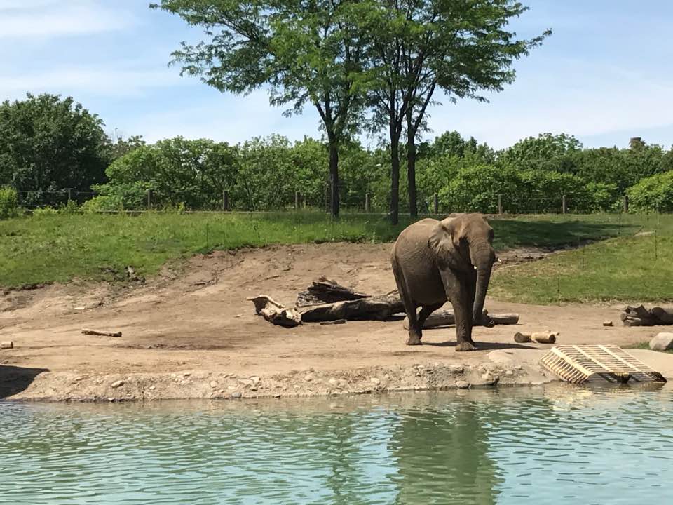 Plains- African Elephant