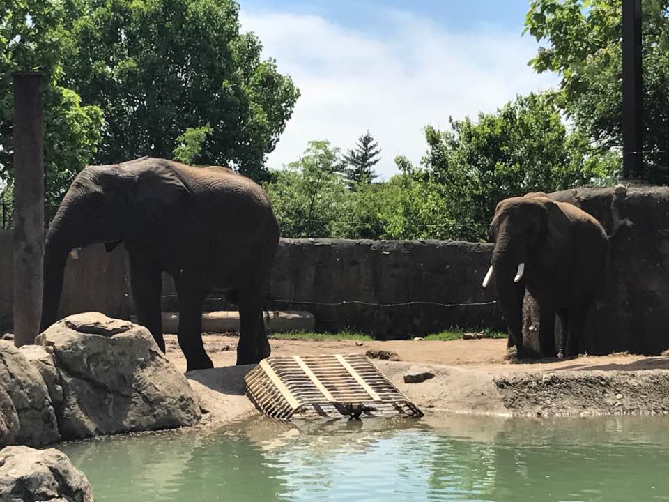 Plains- African Elephant