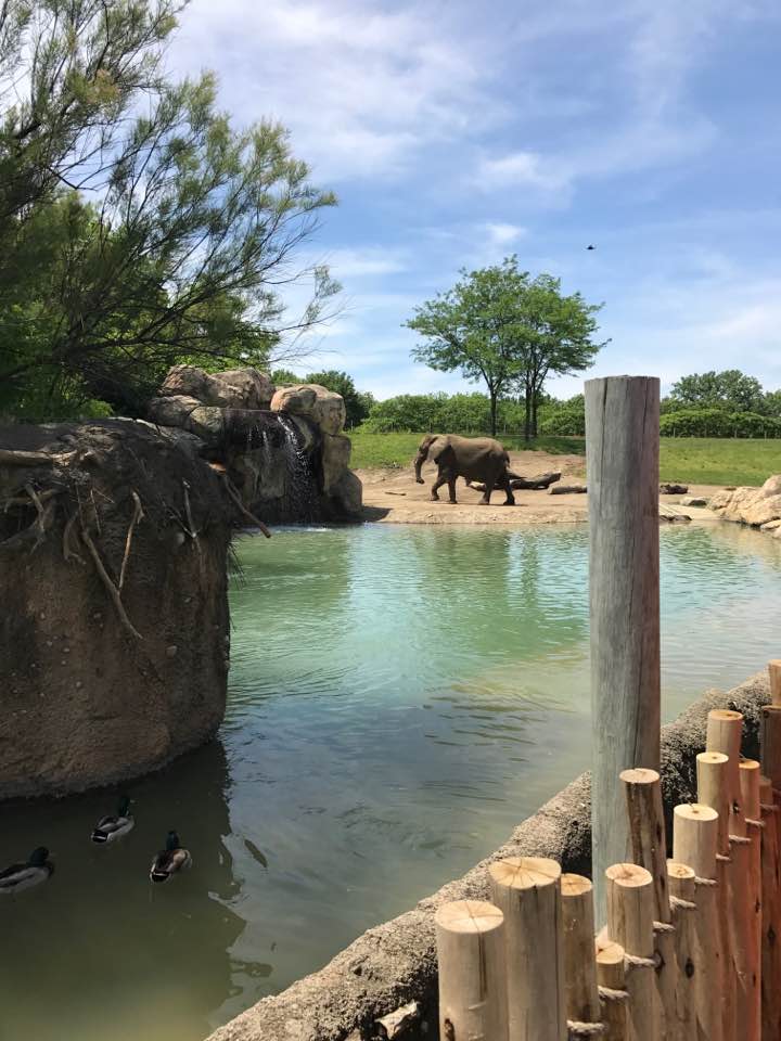 Plains- African Elephant