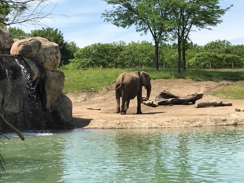 Plains- African Elephant