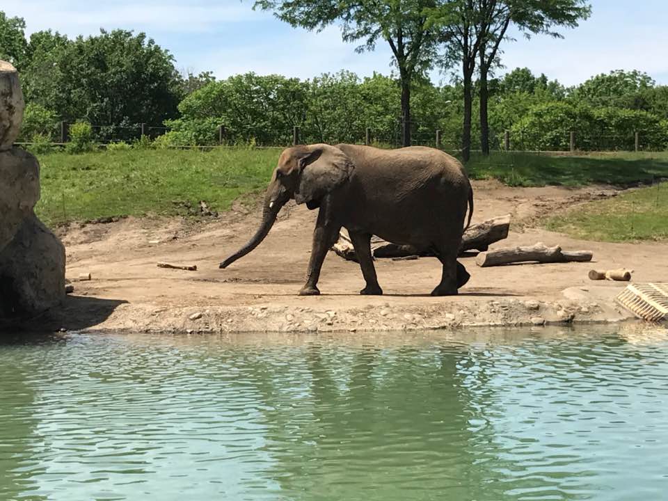 Plains- African Elephant