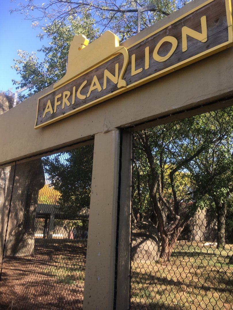 Plains - African Lion Exhibit Viewing