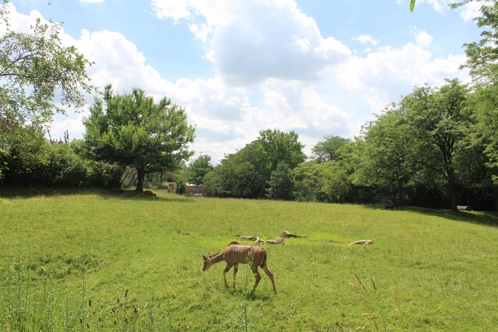 Plains - African Savannah