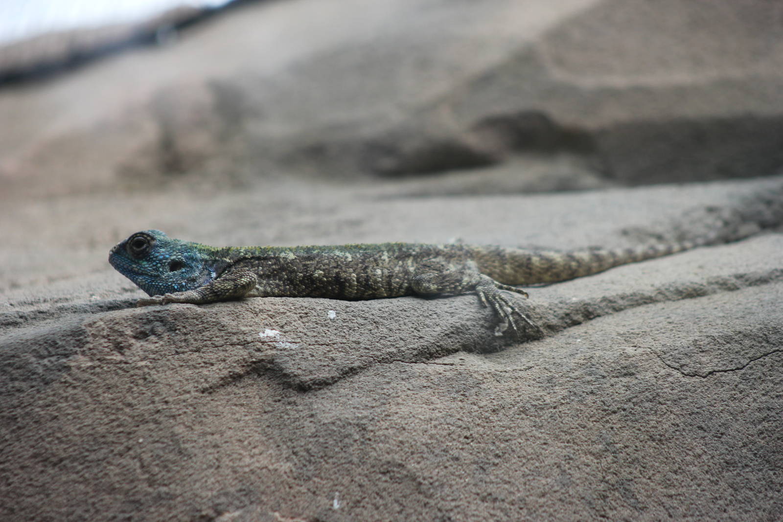Plains agama