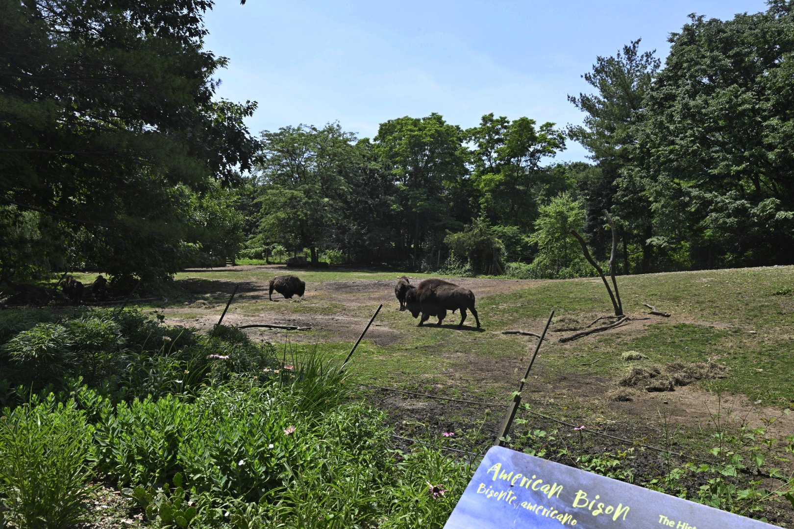 Plains - American Bison (Bison bison) Exhibit