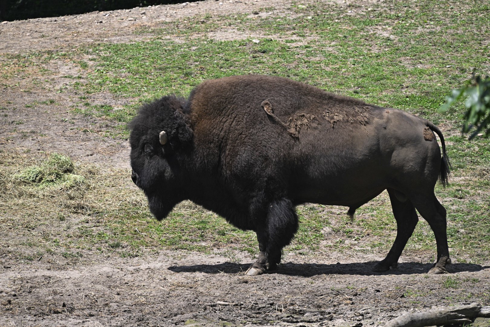 Plains - American Bison (Bison bison)
