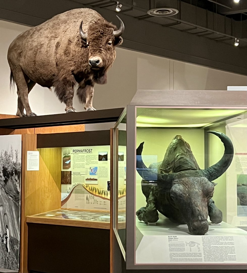 Plains and Steppe Bison