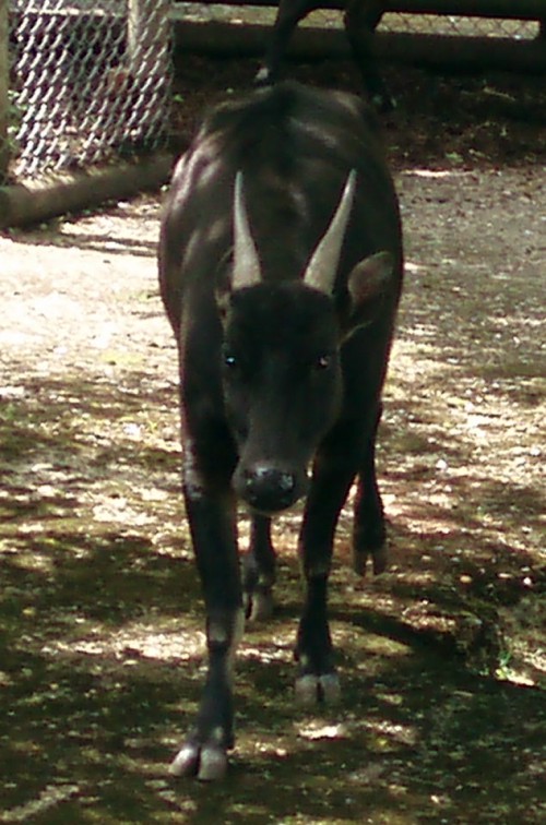 Plains Anoa (Bubalus depressicornis)
