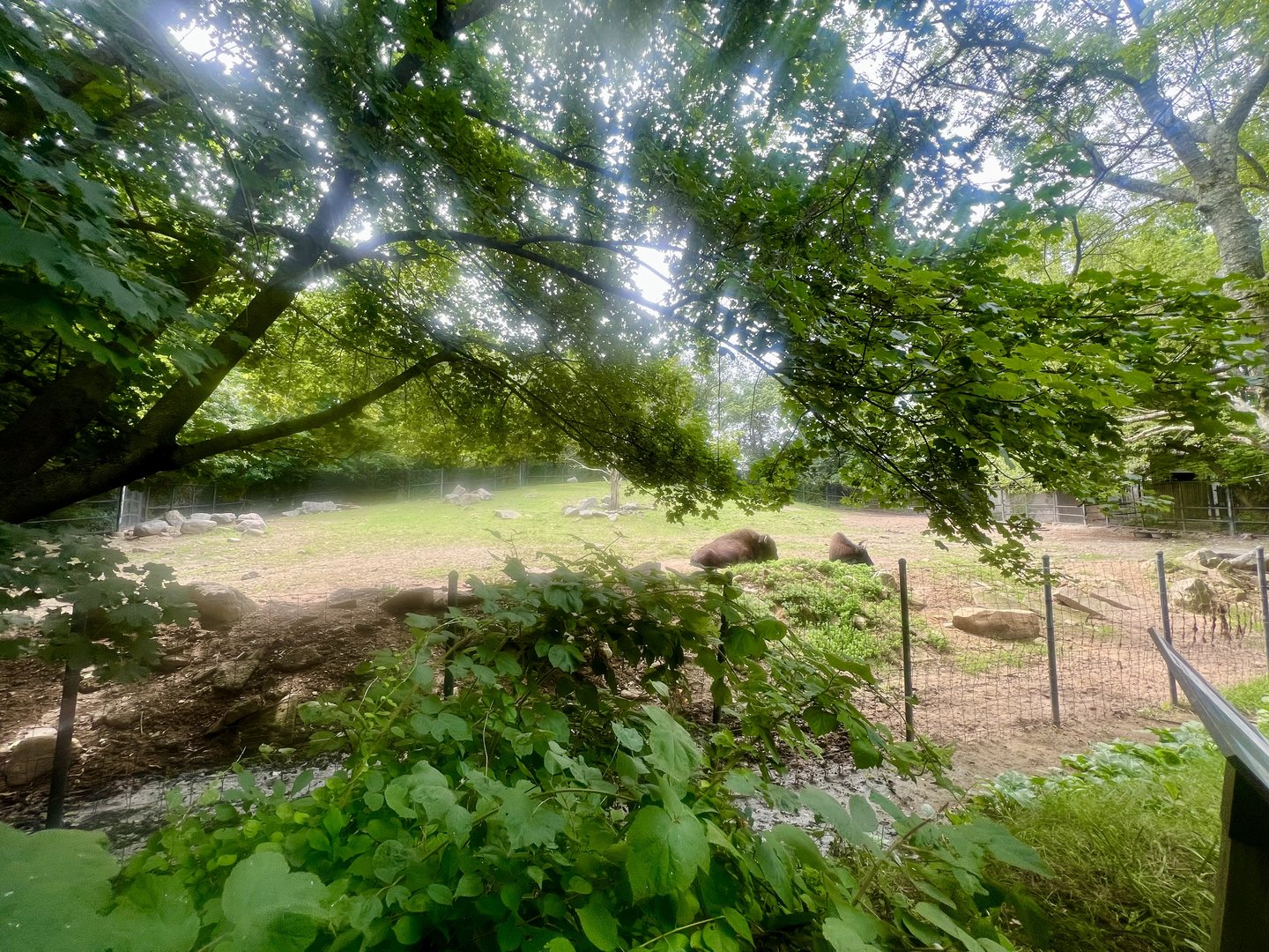 Plains Bison and Whitetail Deer Exhibit