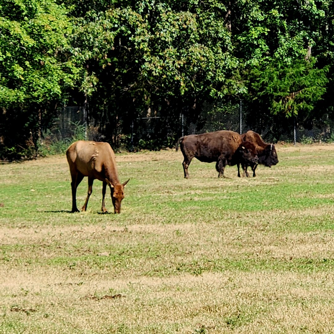 Plains Bison (Bison bison bison) and American Elk (Cervus canadensis canadensis)