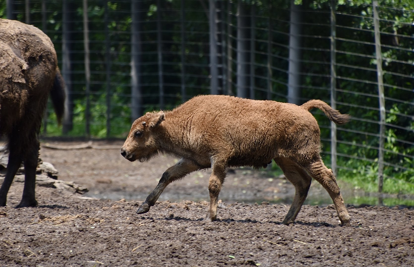 Plains Bison (Bison bison bison) calf