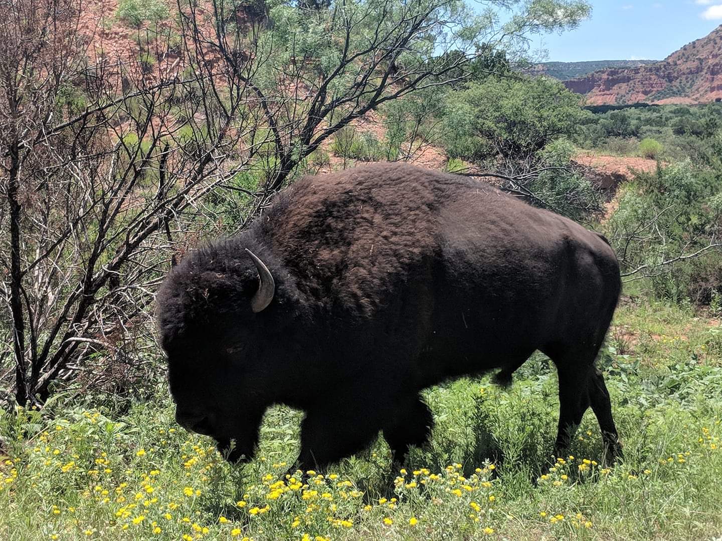 Plains bison (Bison bison bison)