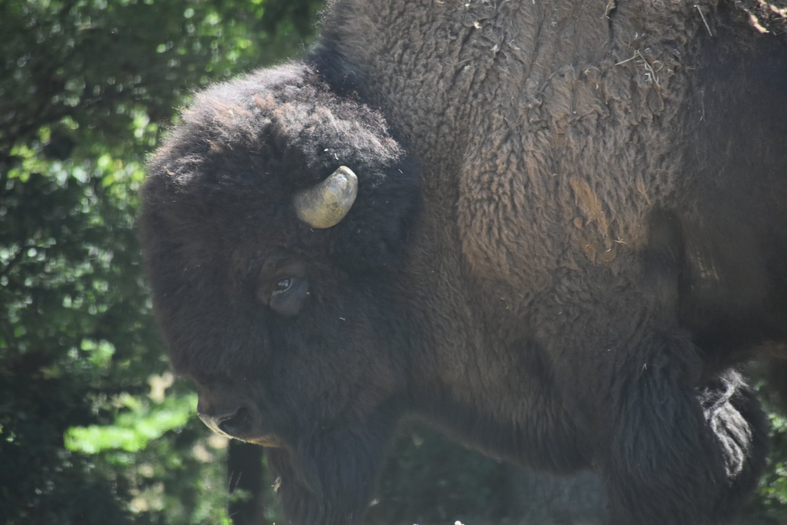 Plains bison (Bison bison bison)