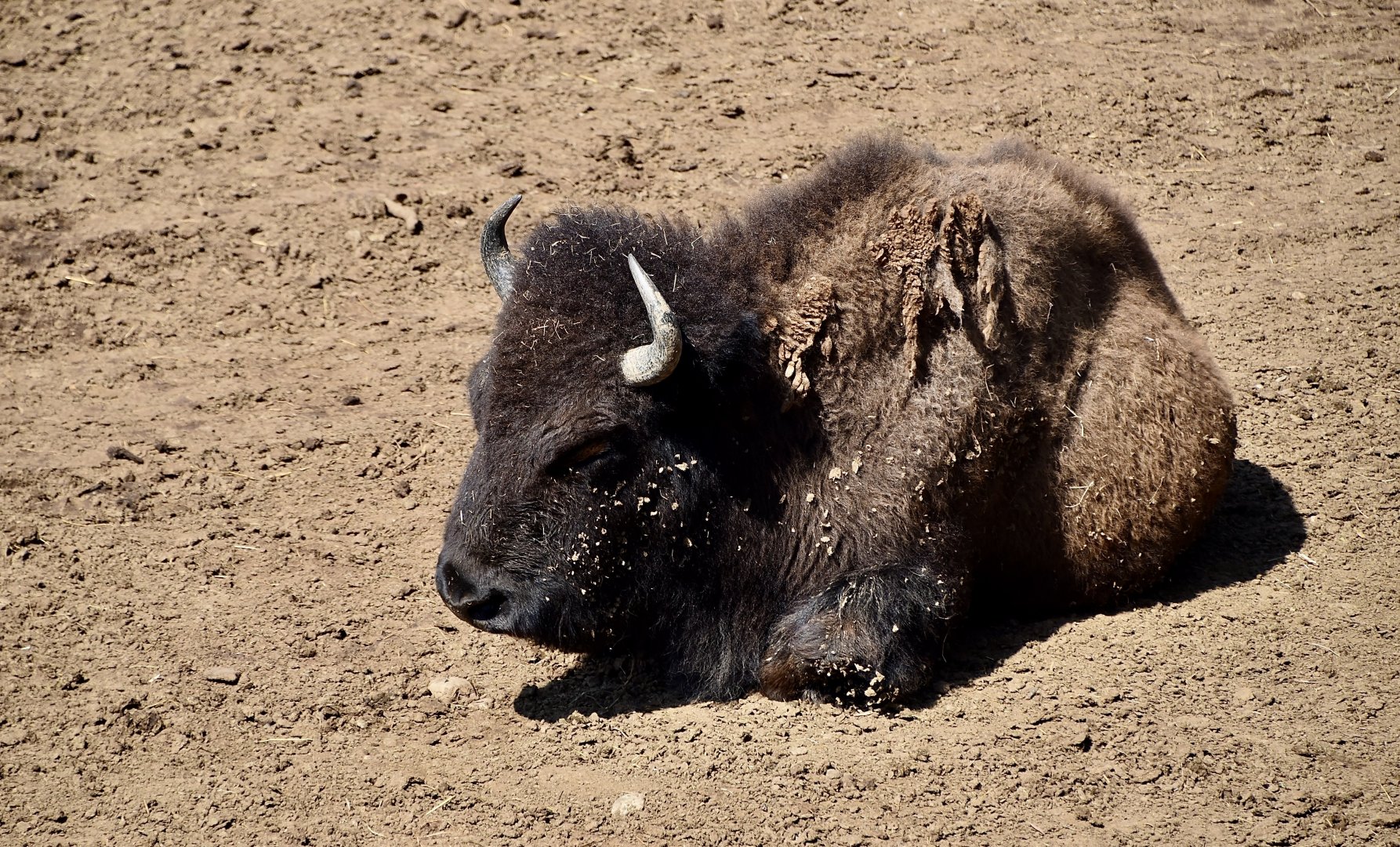 Plains Bison (Bison bison bison)