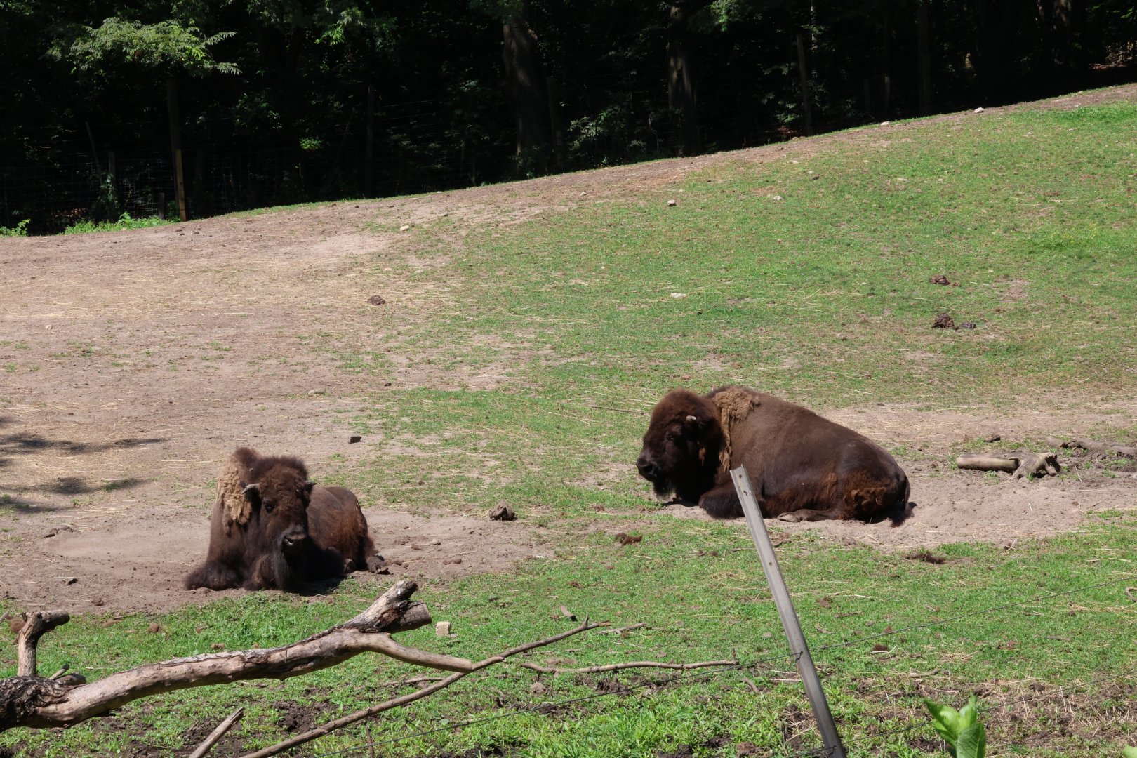 Plains bison (Bison bison bison)