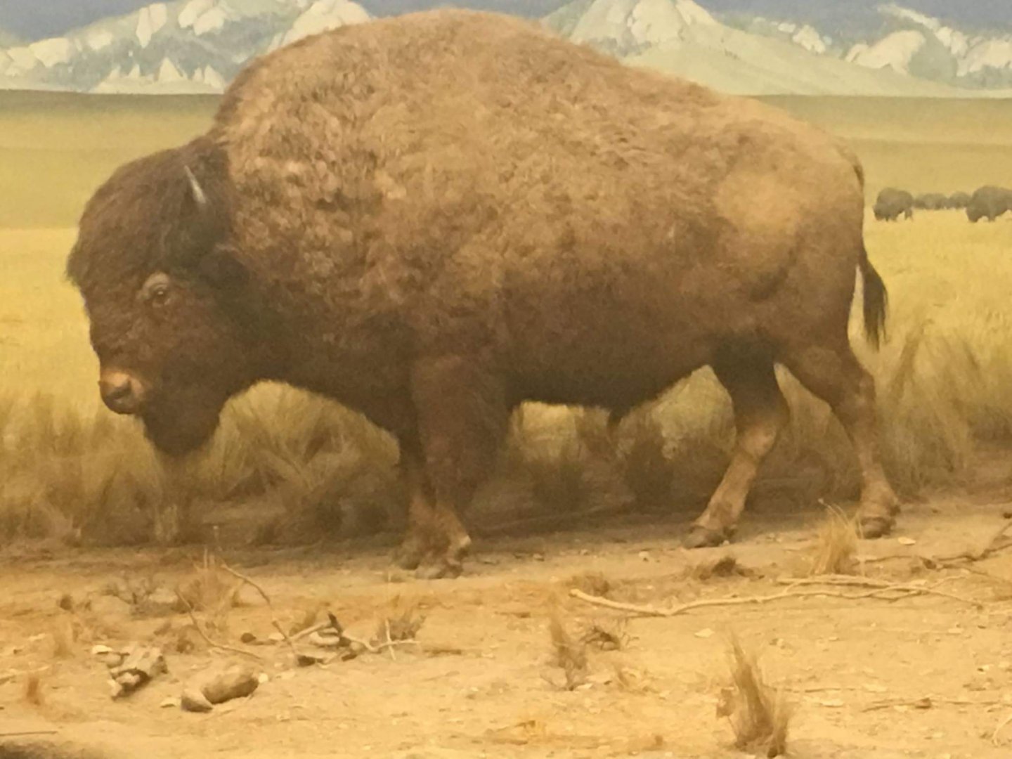 Plains bison (Bos bison bison)