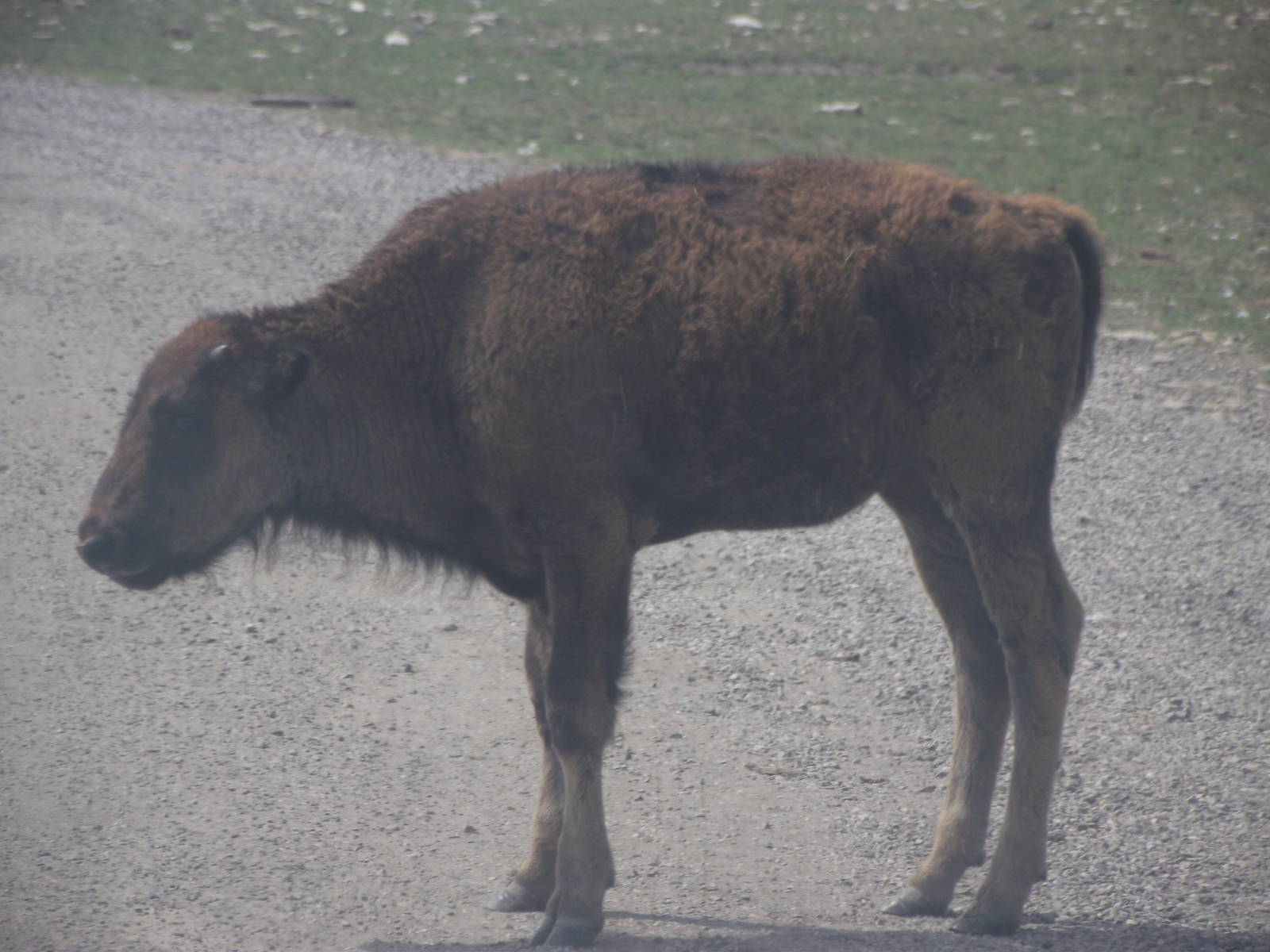 Plains Bison Calf