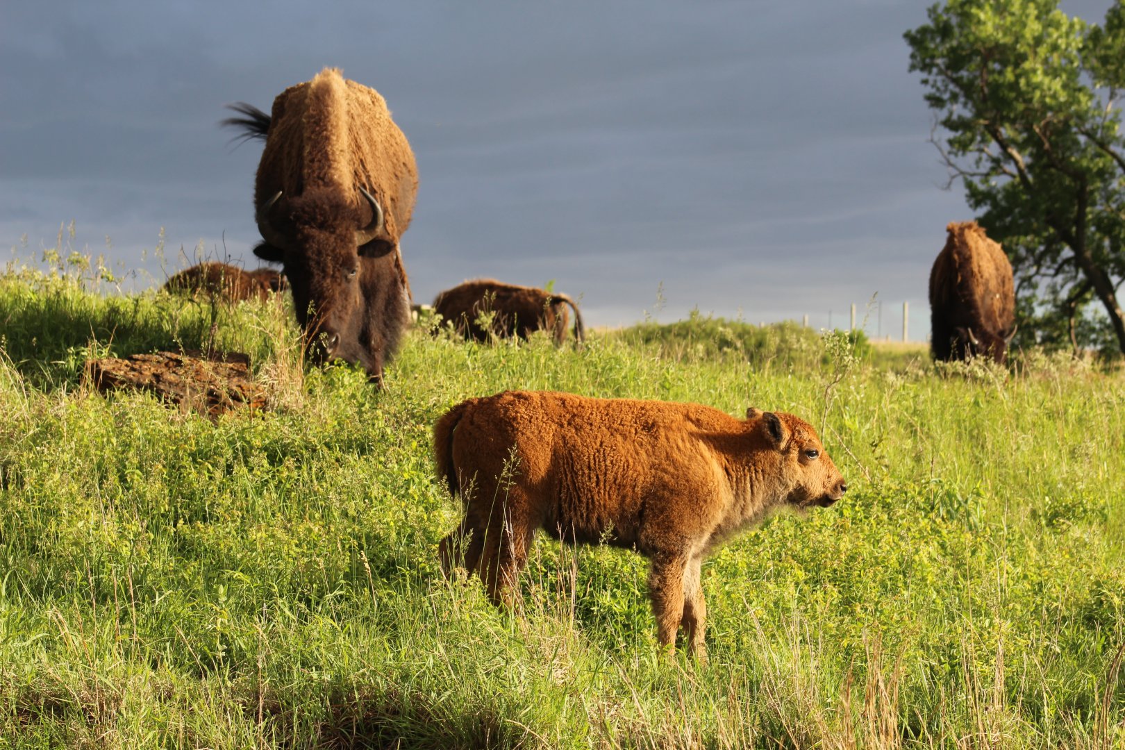 Plains Bison Calf
