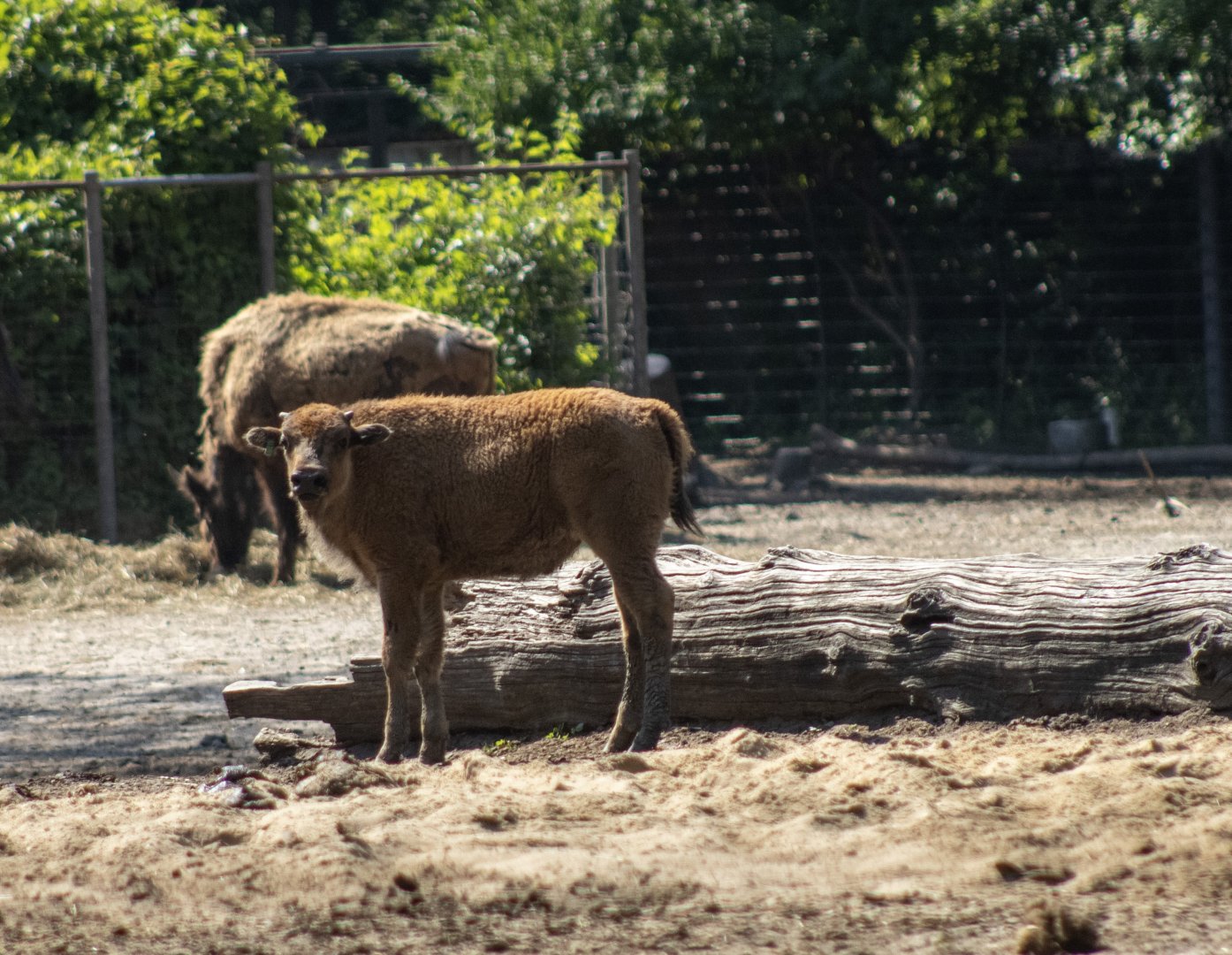 Plains Bison Calf