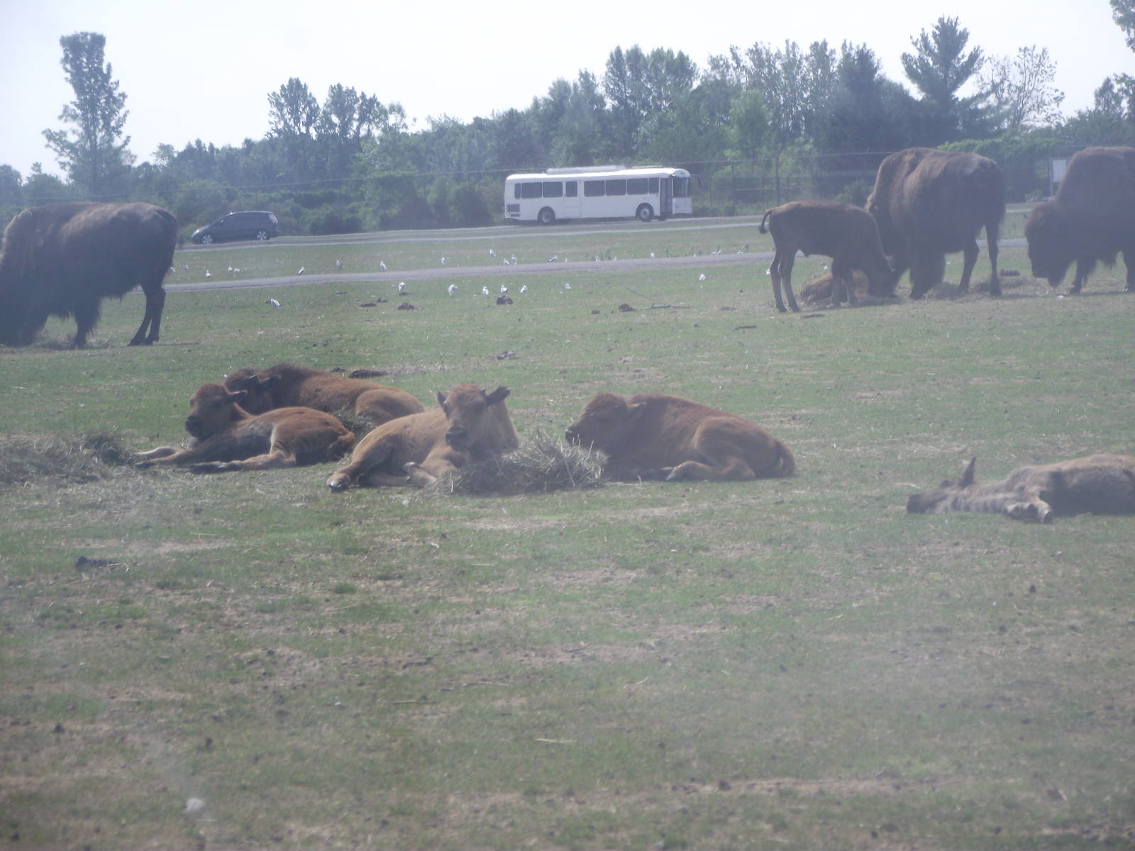 Plains Bison Calves