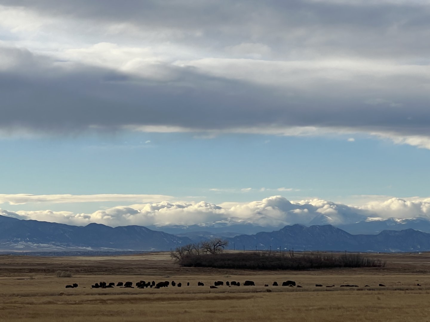 Plains Bison - Colorado
