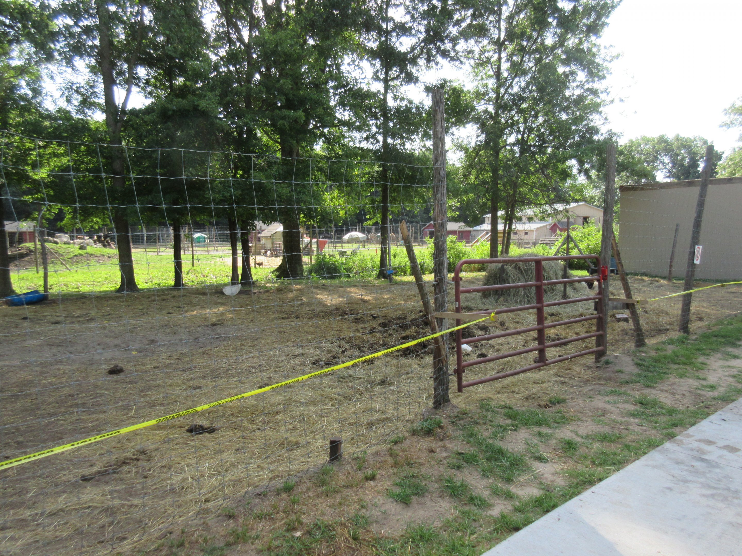 Plains Bison/Domestic Cow Exhibit (with yellow police tape)