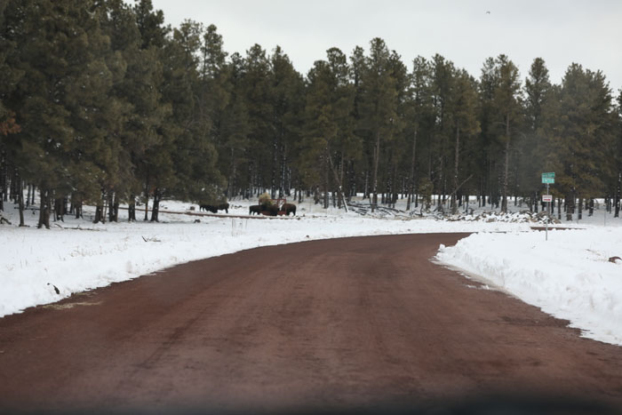 plains bison drive-thru