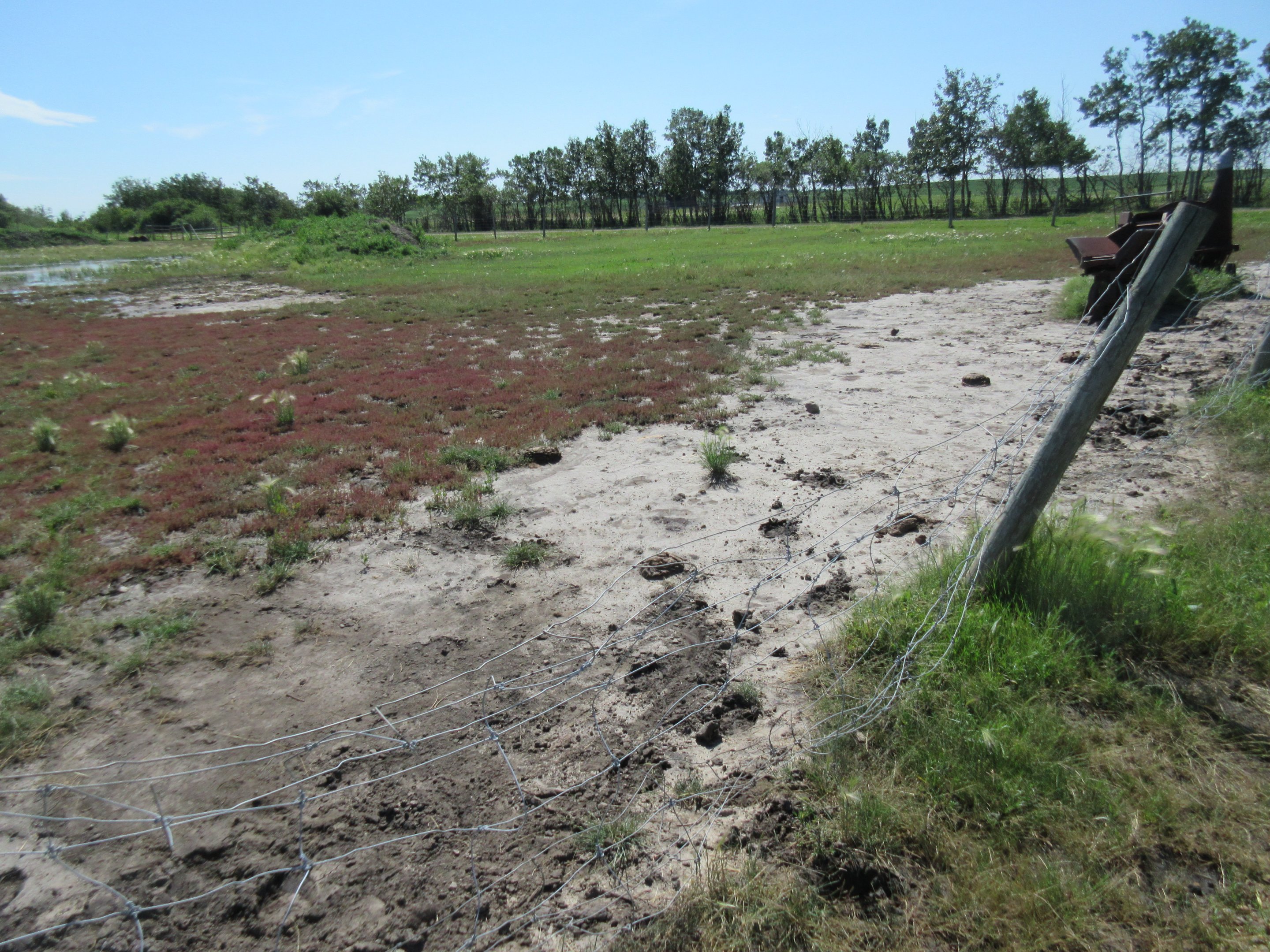 Plains Bison Exhibit - with smashed fence!