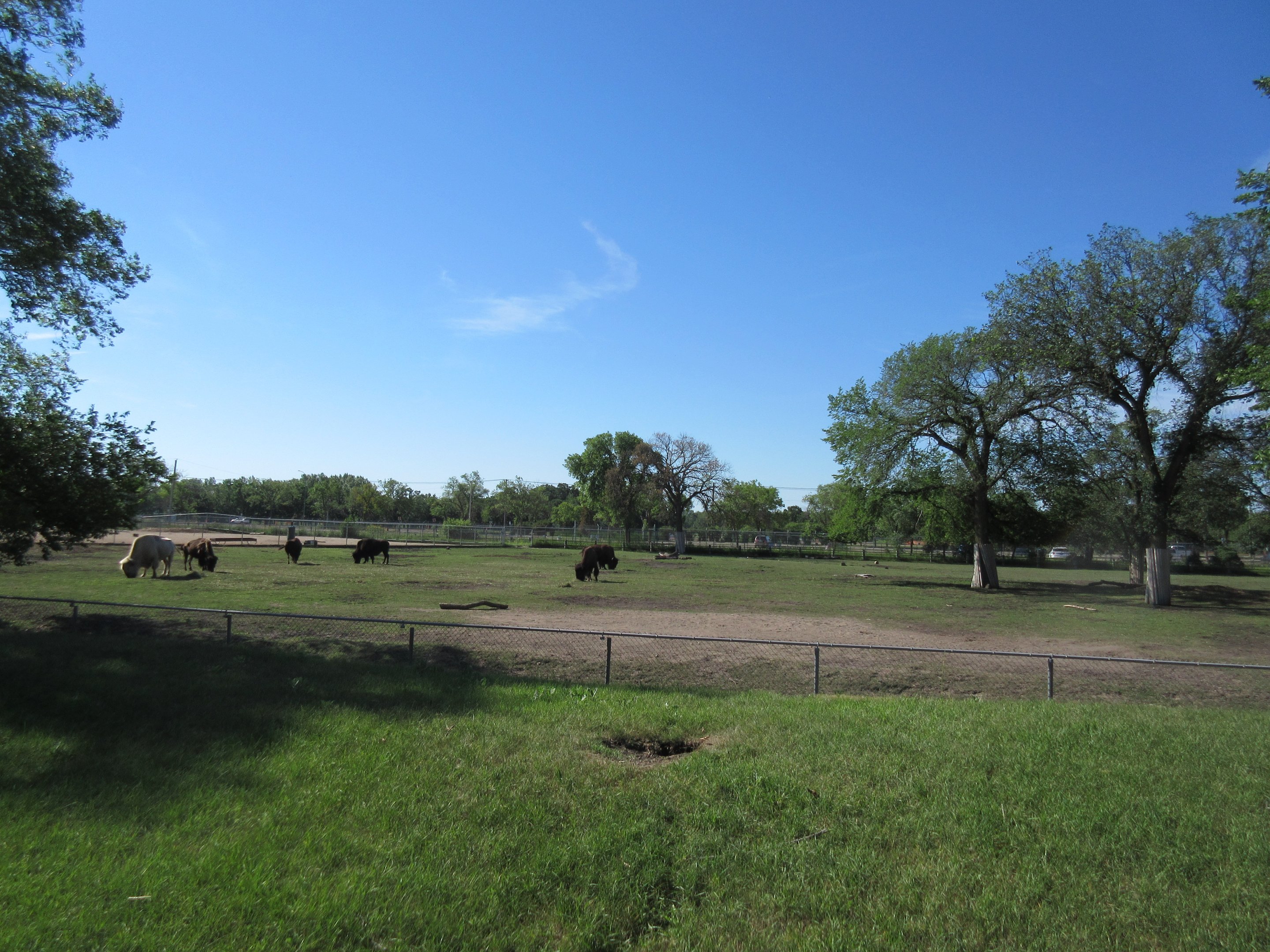 Plains Bison Exhibit