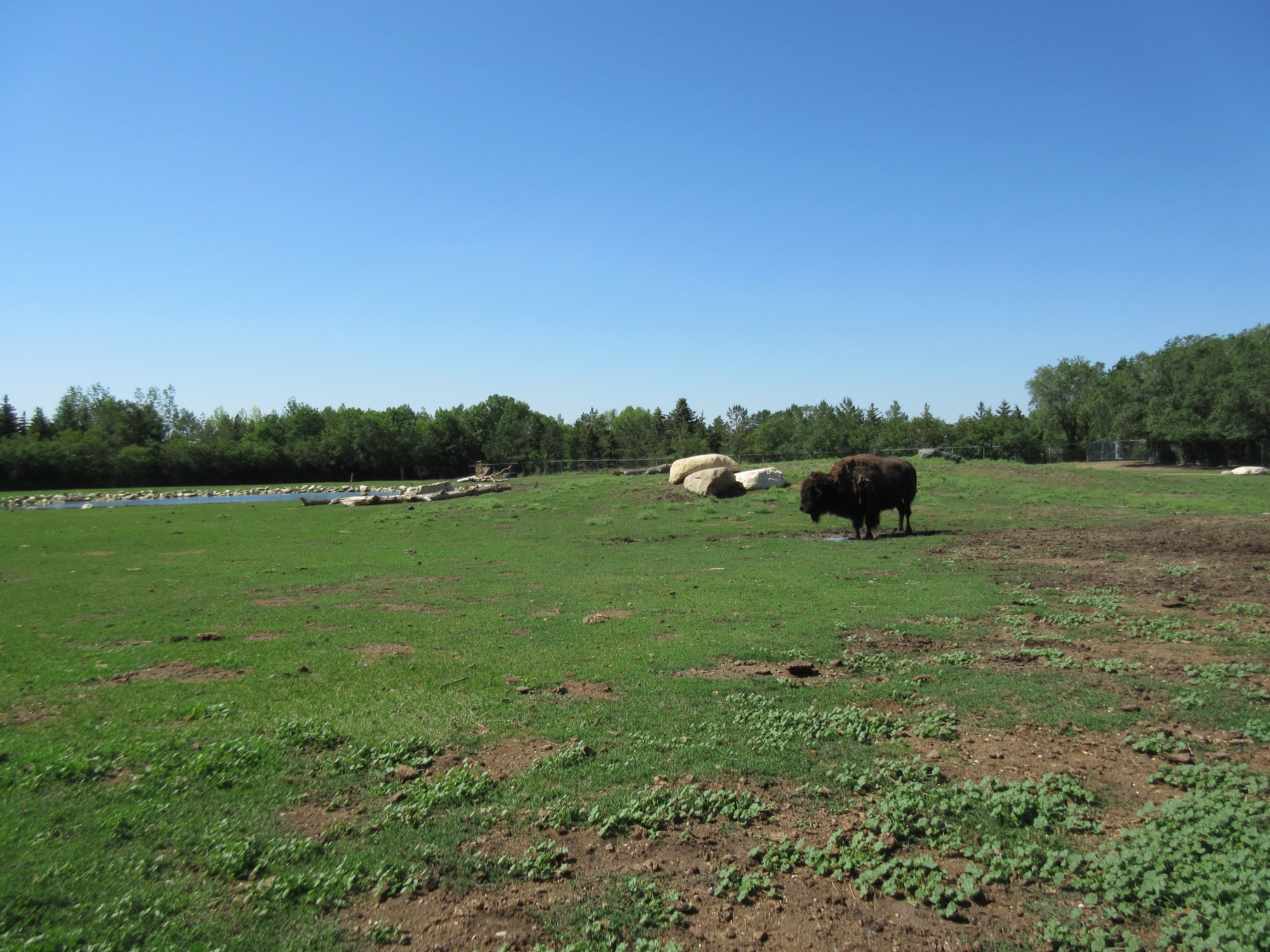 Plains Bison Exhibit