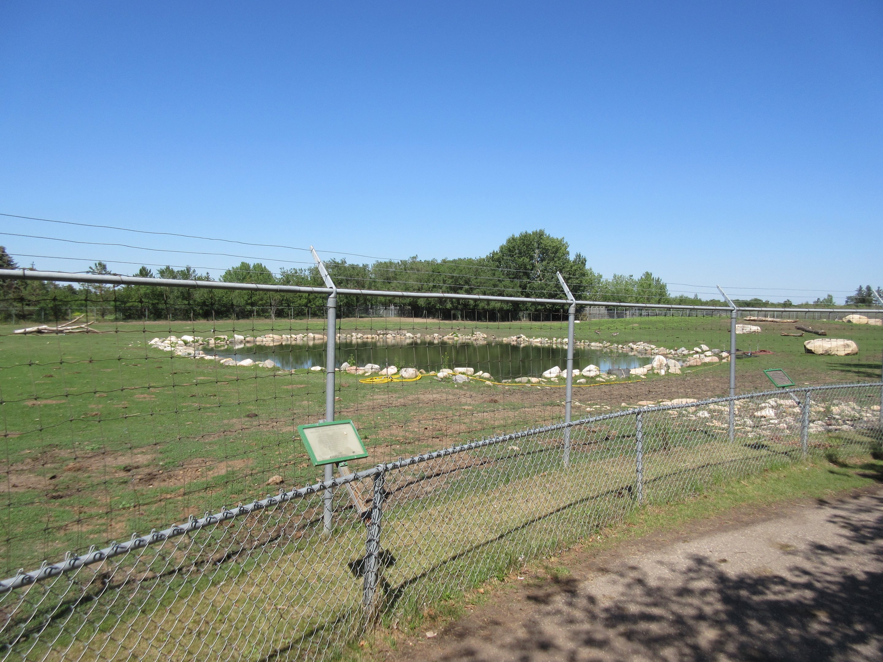 Plains Bison Exhibit