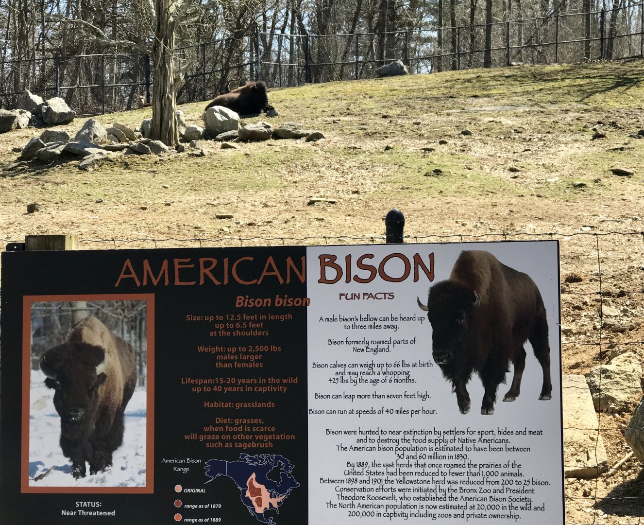 Plains Bison Exhibit