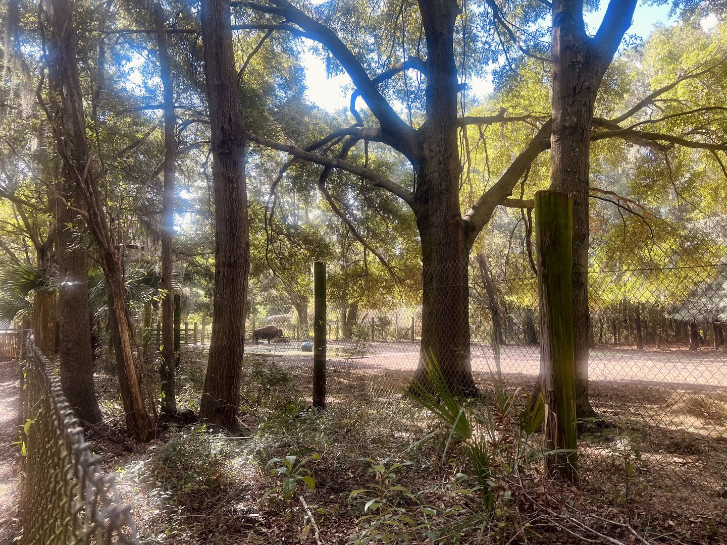 Plains Bison Exhibit